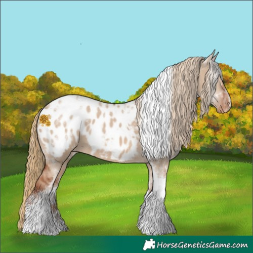 Horse Color:Red Dun Tobiano Appaloosa 