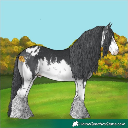 Horse Color:White Spotted Brown Chinchilla Appaloosa