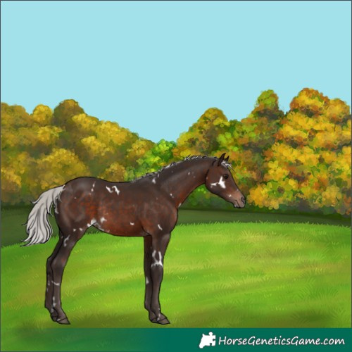 Horse Color:White Spotted Silver Brown Rabicano