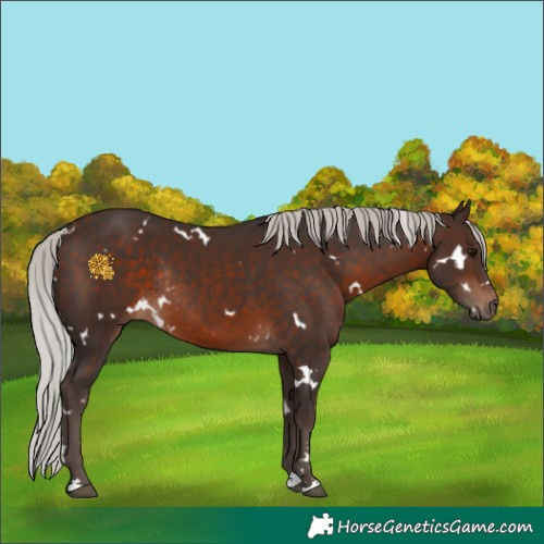 Horse Color:White Spotted Silver Brown Rabicano