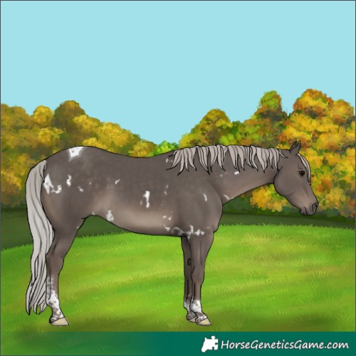 Horse Color:White Spotted Silver Black Tobiano Rabicano 