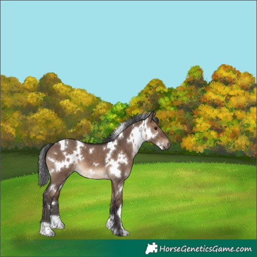 Horse Color:White Spotted Brown Dun 