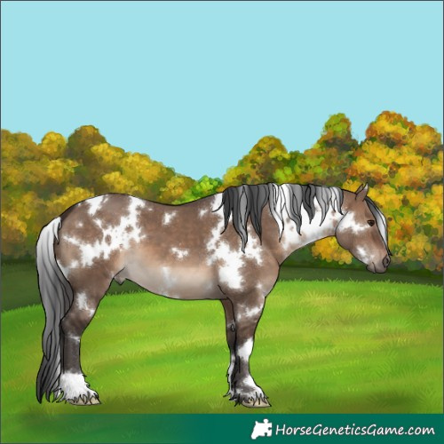Horse Color:White Spotted Brown Dun