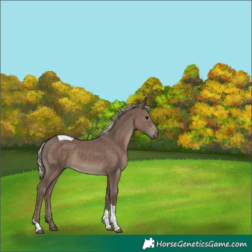 Horse Color:Silver Black Tobiano 