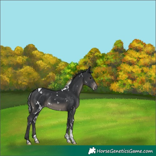 Horse Color:White Spotted Black Tobiano Appaloosa