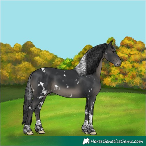 Horse Color:White Spotted Black Tobiano Varnish