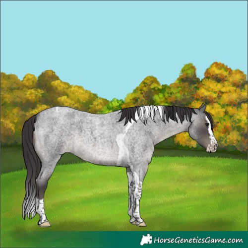 Horse Color:Smoky Blue Roan Splash Tobiano