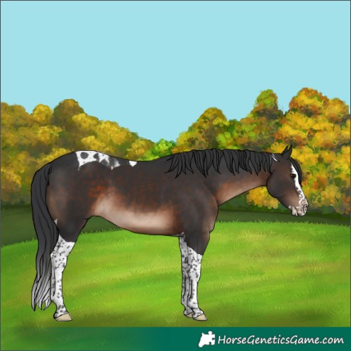 Horse Color:Brown Splash Tobiano