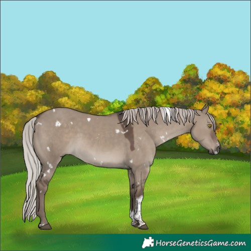 Horse Color:White Spotted Silver Grullo Tobiano 