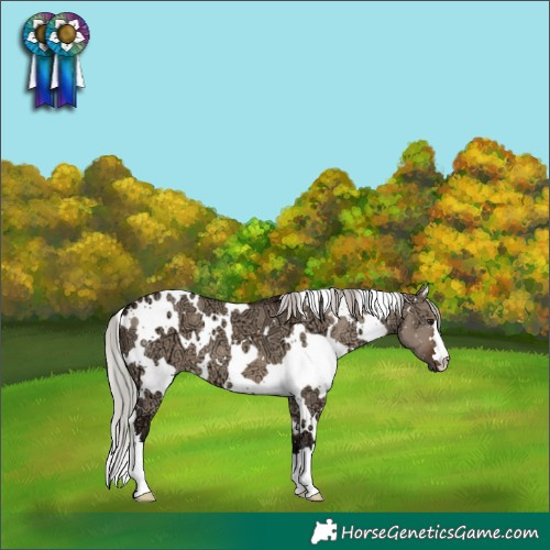 Horse Color:White Spotted Silver Brown Ice Dun 