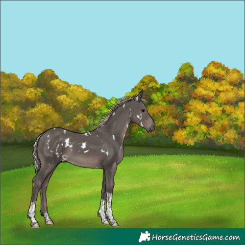 Horse Color:White Spotted Silver Black Tobiano 