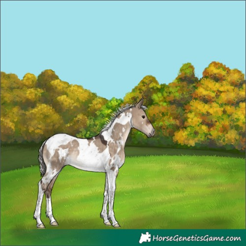 Horse Color:White Spotted Silver Brown Dun Tobiano Rabicano