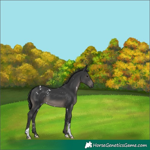Horse Color:White Spotted Black Tobiano 