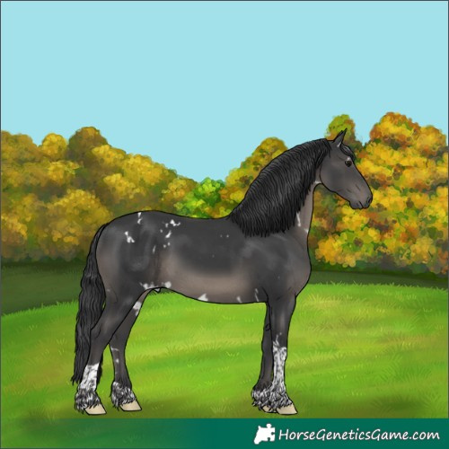 Horse Color:White Spotted Black Tobiano