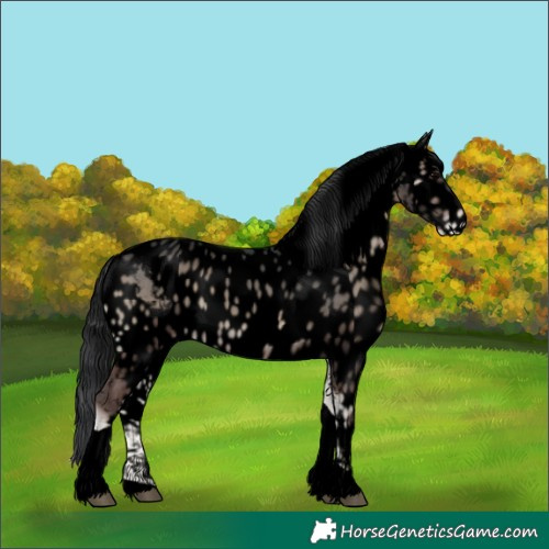Horse Color:Void Blue Onyx Tobiano Skewed Appaloosa 