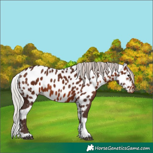 Horse Color:Silver Brown Tobiano Skewed LP Spotted