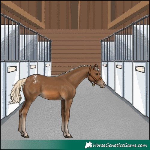Horse Color:Chocolate Palomino Appaloosa