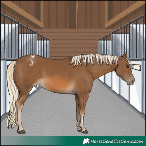 Horse Color:Chocolate Palomino Appaloosa 
