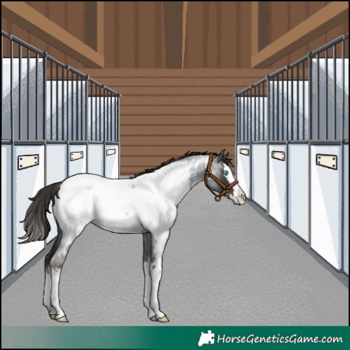 Horse Color:Liver Red Roan Splash Appaloosa 