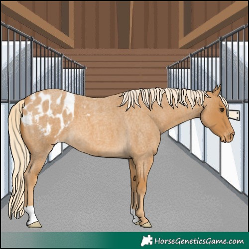 Horse Color:Palomino Roan Appaloosa