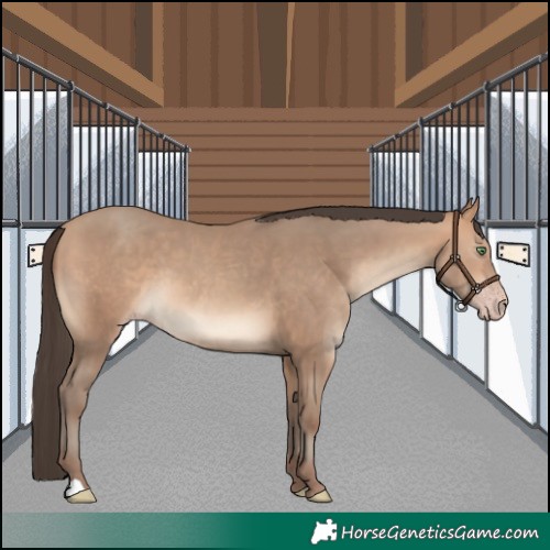 Horse Color:Amber Champagne 