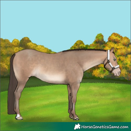 Horse Color:Amber Champagne 