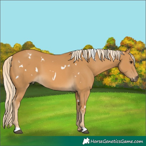 Horse Color:White Spotted Palomino 