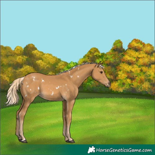 Horse Color:White Spotted Palomino 