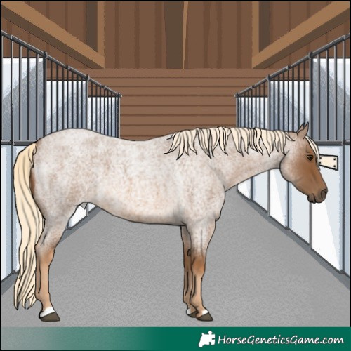 Horse Color:Chocolate Palomino Roan