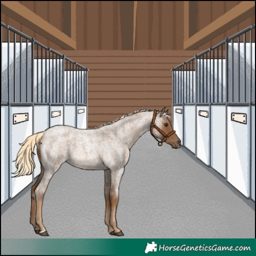 Horse Color:Chocolate Palomino Roan 