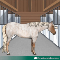 Horse Color:Chocolate Palomino Roan