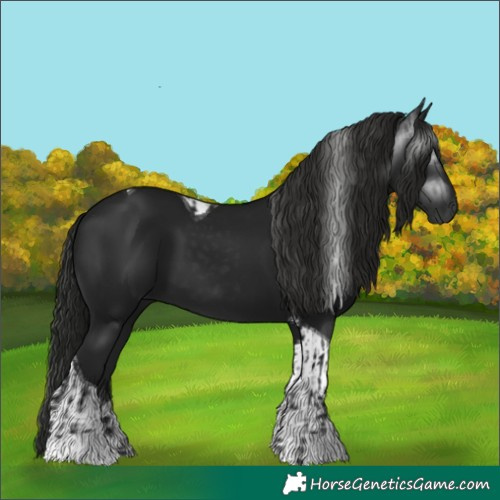 Horse Color:Gray Smoky Black and Gray Smoky Black Tobiano