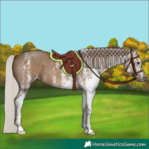 Horse Color:Gray White Spotted Silver Bay Dun 