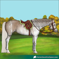Horse Color:Gray White Spotted Silver Bay Dun