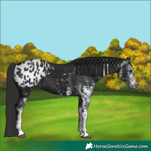 Horse Color:Gray White Spotted Black Appaloosa 