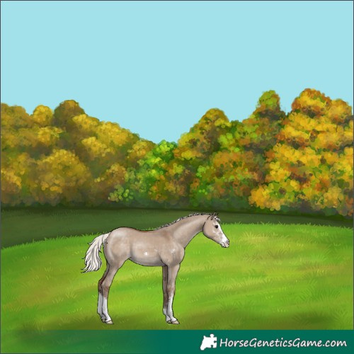Horse Color:Silver Grullo Sabino Appaloosa 