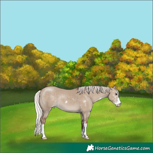 Horse Color:Silver Grullo Sabino Appaloosa 