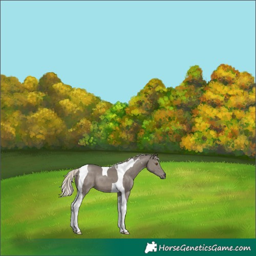 Horse Color:Silver Grullo Tobiano 