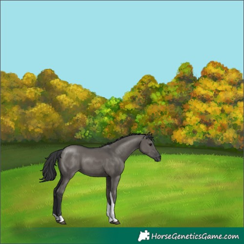 Horse Color:Grullo Tobiano 