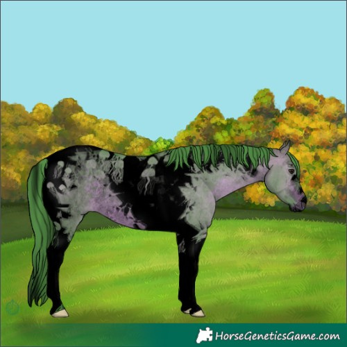 Horse Color:Void Watercolor Bay Dun Tobiano Rabicano 