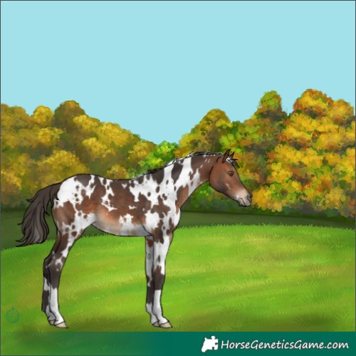 Horse Color:White Spotted Bay 