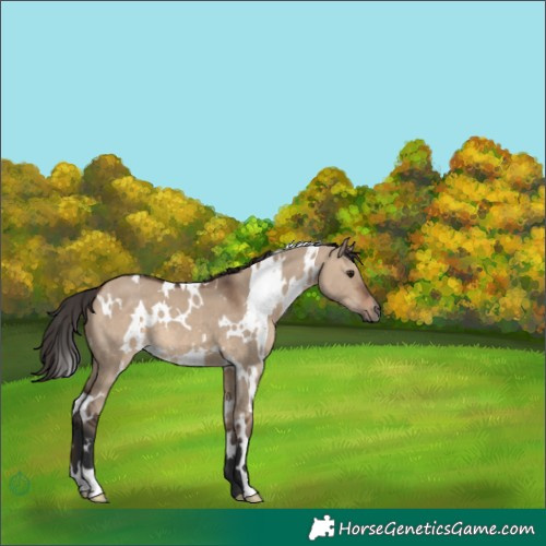 Horse Color:White Spotted Brown Dun