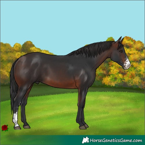 Horse Color:Brown Sabino Rabicano