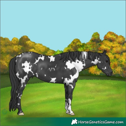 Horse Color:White Spotted Black