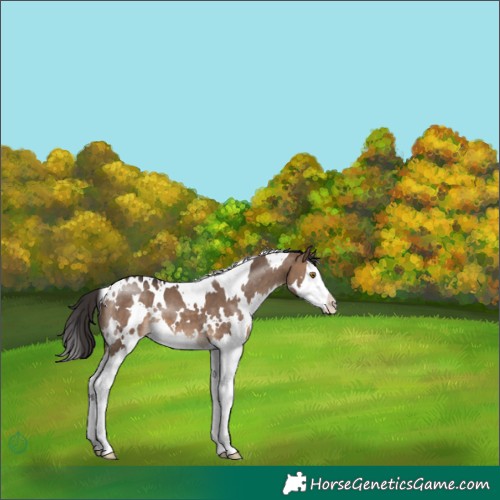 Horse Color:White Spotted Brown Dun Splash 