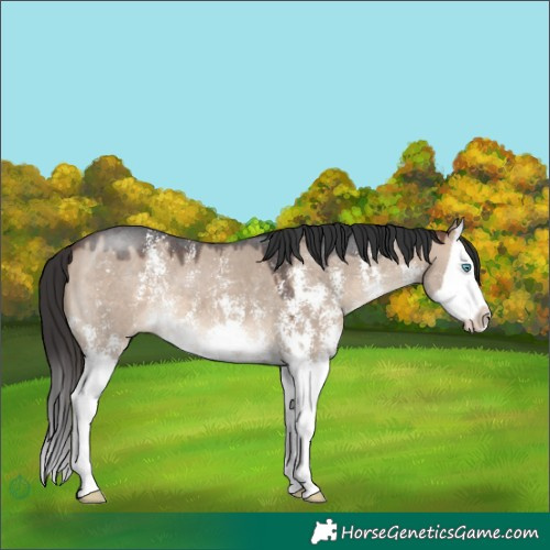 Horse Color:Brown Dun Sabino Splash