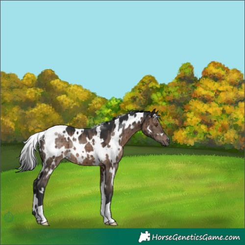Horse Color:White Spotted Brown Dun Brindle 
