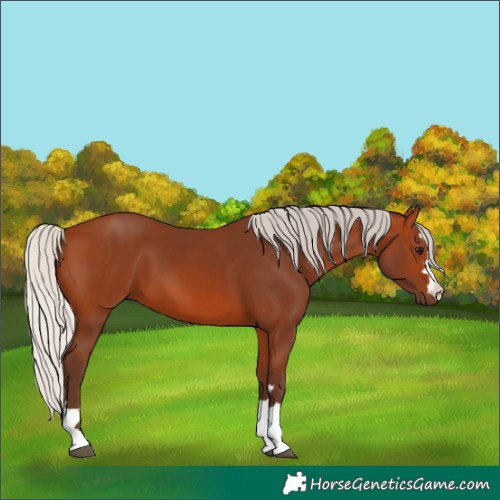 Horse Color:Unknown 