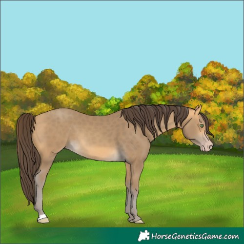 Horse Color:Unknown 