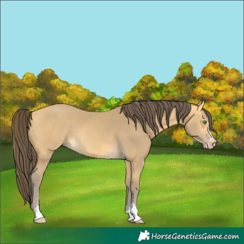 Horse Color:Unknown 